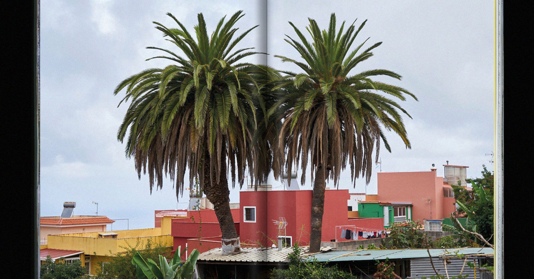 'Sin palmeras no hay paraíso'