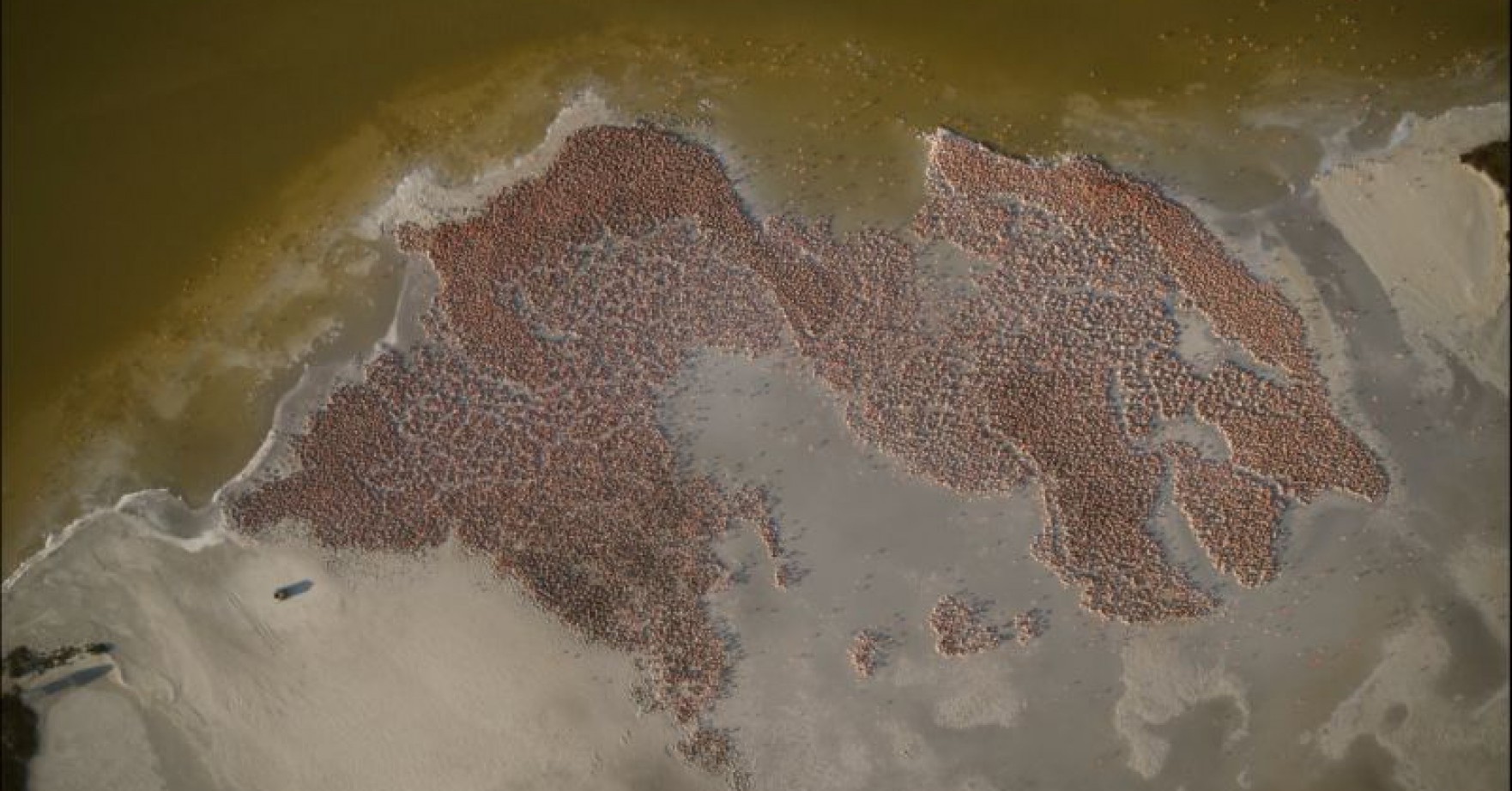 Flamencos: Vida después del meteorito