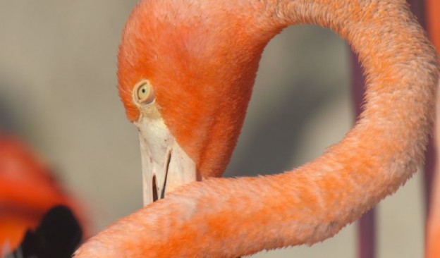 Flamencos: Vida después del meteorito