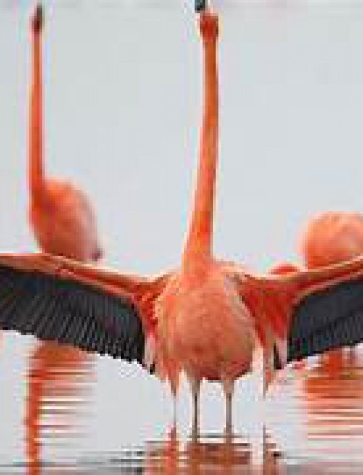 Flamencos: Vida después del meteorito
