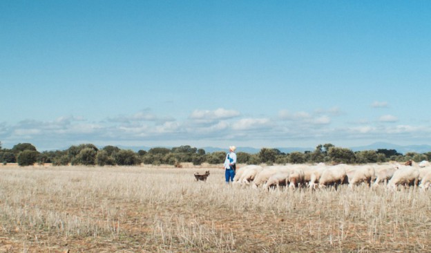 Proyecciones La Pinochera