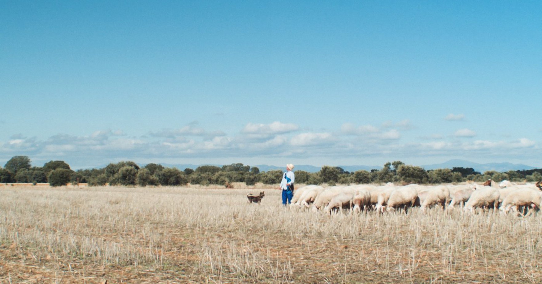 Proyecciones La Pinochera