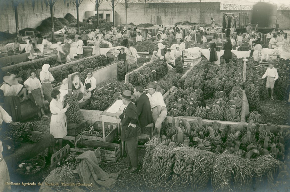 Ernesto Fernando Baena. Sindicato Agrícola del Norte de Tenerife, c. 1930