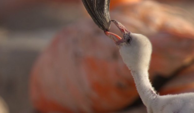 Flamencos: Vida después del Meteorito