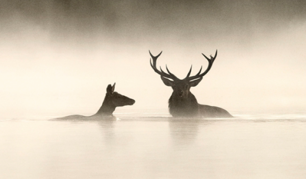 El canto de los bosques