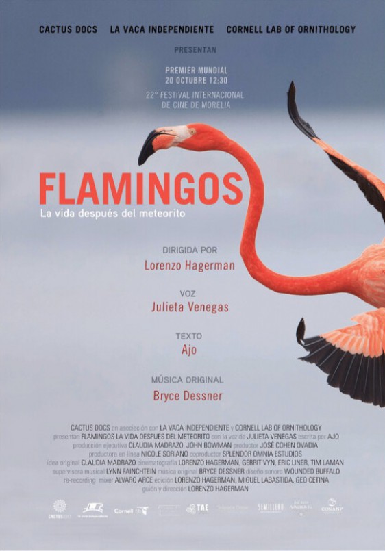Flamencos: Vida después del Meteorito
