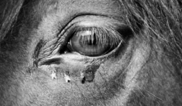 TEA proyecta este fin de semana 'The Turin Horse', la película ganadora del Gran Premio del Jurado en el Festival de Berlín