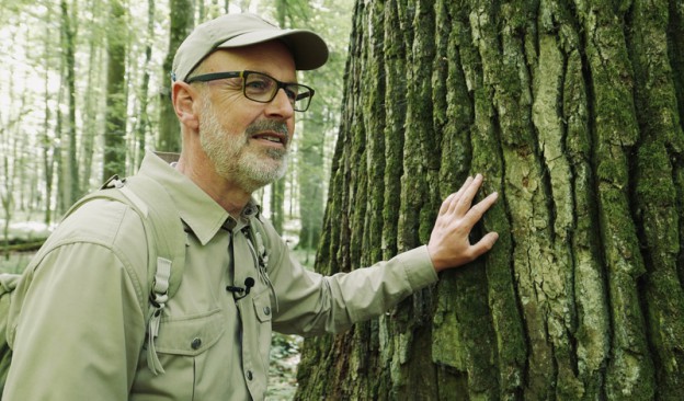 TEA proyecta esta semana el documental ‘La vida secreta de los árboles’, de Jörg Adolph y Jan Haft